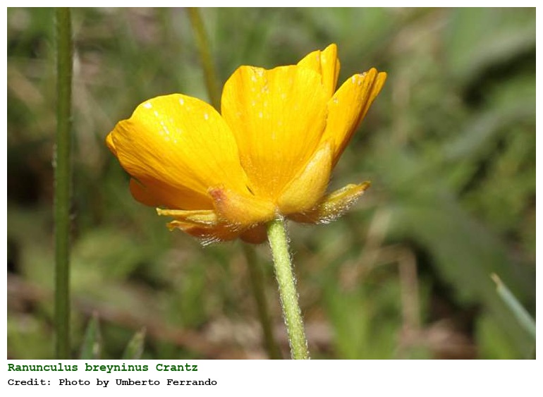 Ranunculus breyninus Crantz